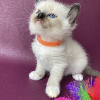 chaton Ragdoll Orange Les Ragdolls de la Croisette chaton Ragdoll Orange Les Ragdolls de la Croisette