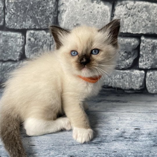 chaton Ragdoll Orange Les Ragdolls de la Croisette