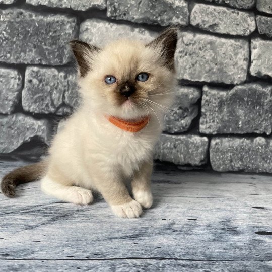 chaton Ragdoll Orange Les Ragdolls de la Croisette