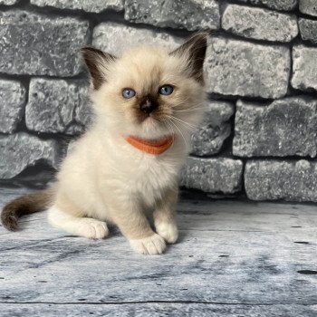 chaton Ragdoll Orange Les Ragdolls de la Croisette