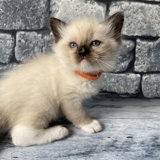 chaton Ragdoll Orange Les Ragdolls de la Croisette