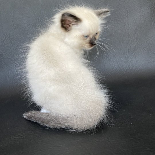 chaton Ragdoll Orange Les Ragdolls de la Croisette