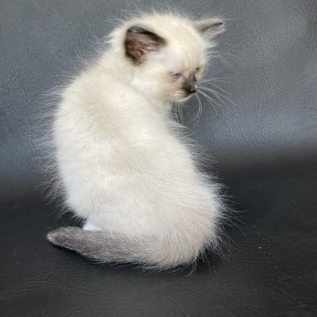 chaton Ragdoll Orange Les Ragdolls de la Croisette chaton Ragdoll Orange Les Ragdolls de la Croisette