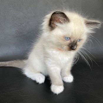 chaton Ragdoll Orange Les Ragdolls de la Croisette