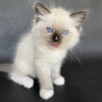 chaton Ragdoll Orange Les Ragdolls de la Croisette