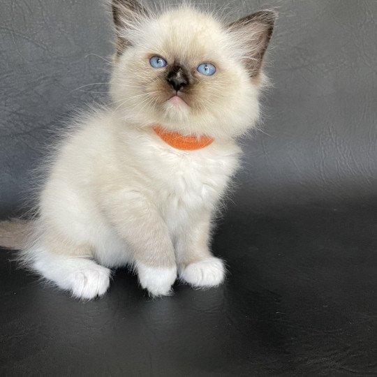 chaton Ragdoll Orange Les Ragdolls de la Croisette