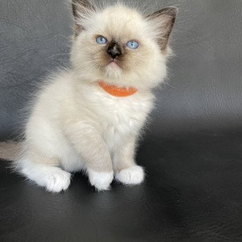 chaton Ragdoll Orange Les Ragdolls de la Croisette