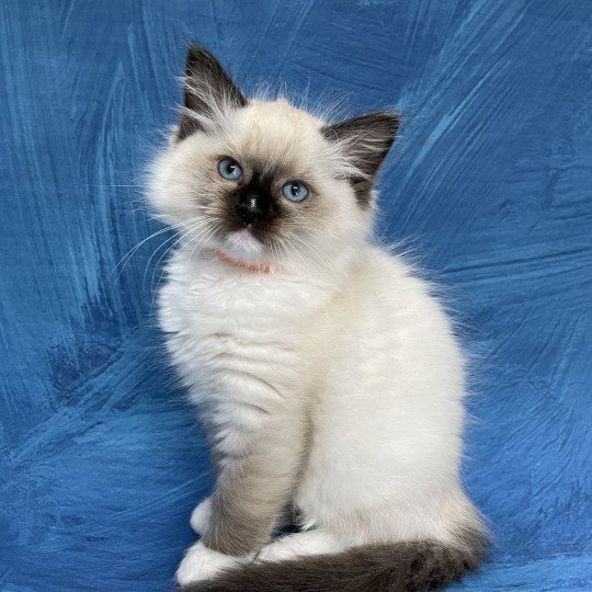 chaton Ragdoll Orange Les Ragdolls de la Croisette