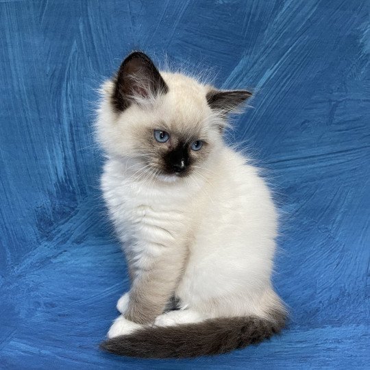 chaton Ragdoll Orange Les Ragdolls de la Croisette