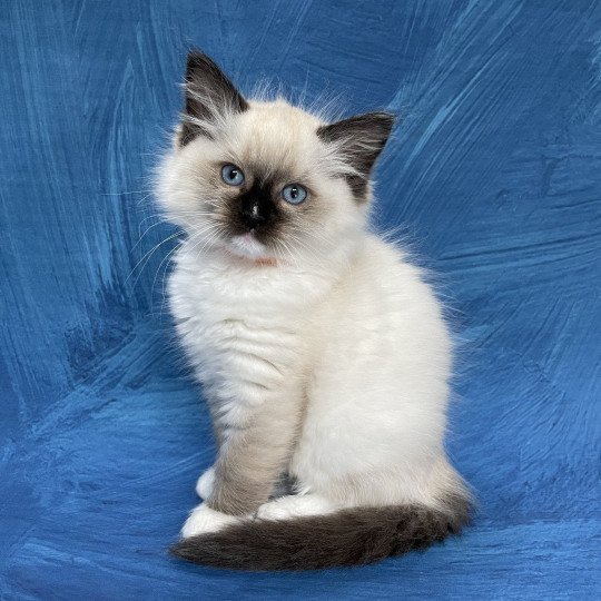 chaton Ragdoll Orange Les Ragdolls de la Croisette