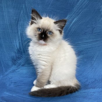 chaton Ragdoll Orange Les Ragdolls de la Croisette