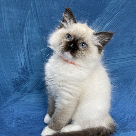 chaton Ragdoll Orange Les Ragdolls de la Croisette