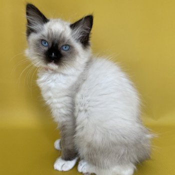 chaton Ragdoll Sushi Les Ragdolls de la Croisette chaton Ragdoll Sushi Les Ragdolls de la Croisette