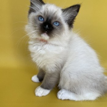 chaton Ragdoll Sushi Les Ragdolls de la Croisette chaton Ragdoll Sushi Les Ragdolls de la Croisette