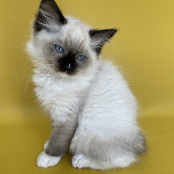 chaton Ragdoll Sushi Les Ragdolls de la Croisette chaton Ragdoll Sushi Les Ragdolls de la Croisette