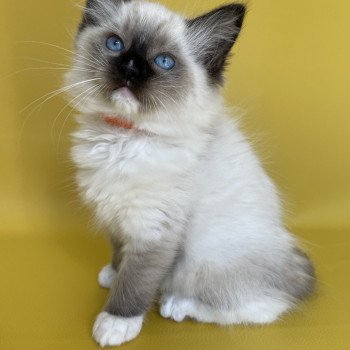 chaton Ragdoll Sushi Les Ragdolls de la Croisette chaton Ragdoll Sushi Les Ragdolls de la Croisette
