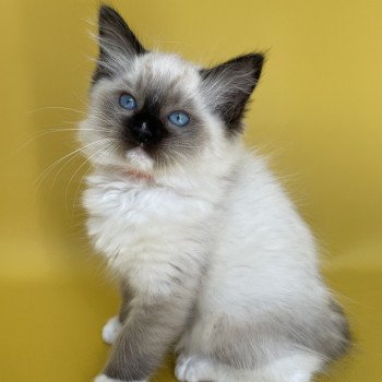 chaton Ragdoll Sushi Les Ragdolls de la Croisette chaton Ragdoll Sushi Les Ragdolls de la Croisette