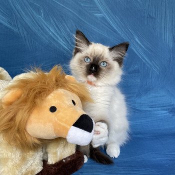 chaton Ragdoll Sushi Les Ragdolls de la Croisette chaton Ragdoll Sushi Les Ragdolls de la Croisette