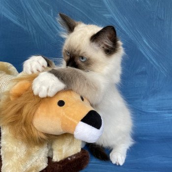 chaton Ragdoll Sushi Les Ragdolls de la Croisette chaton Ragdoll Sushi Les Ragdolls de la Croisette