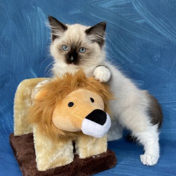 chaton Ragdoll Sushi Les Ragdolls de la Croisette chaton Ragdoll Sushi Les Ragdolls de la Croisette