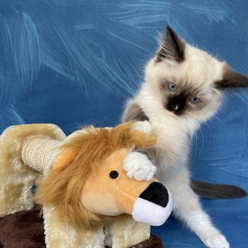 chaton Ragdoll Sushi Les Ragdolls de la Croisette chaton Ragdoll Sushi Les Ragdolls de la Croisette