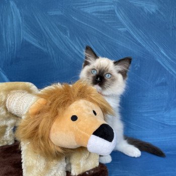 chaton Ragdoll Sushi Les Ragdolls de la Croisette chaton Ragdoll Sushi Les Ragdolls de la Croisette
