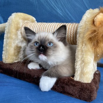 chaton Ragdoll Sushi Les Ragdolls de la Croisette chaton Ragdoll Sushi Les Ragdolls de la Croisette