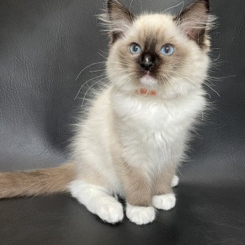 chaton Ragdoll Sushi Les Ragdolls de la Croisette chaton Ragdoll Sushi Les Ragdolls de la Croisette