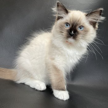 chaton Ragdoll Sushi Les Ragdolls de la Croisette chaton Ragdoll Sushi Les Ragdolls de la Croisette