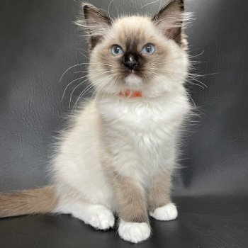 chaton Ragdoll Sushi Les Ragdolls de la Croisette chaton Ragdoll Sushi Les Ragdolls de la Croisette