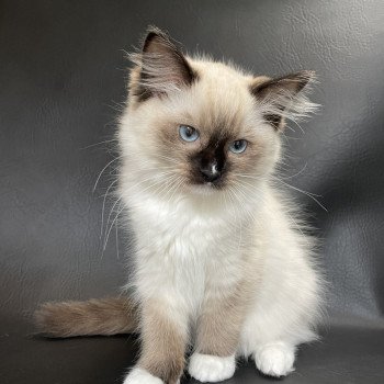 chaton Ragdoll Sushi Les Ragdolls de la Croisette chaton Ragdoll Sushi Les Ragdolls de la Croisette