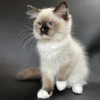 chaton Ragdoll Sushi Les Ragdolls de la Croisette chaton Ragdoll Sushi Les Ragdolls de la Croisette