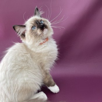 chaton Ragdoll seal point mitted Sushi Les Ragdolls de la Croisette