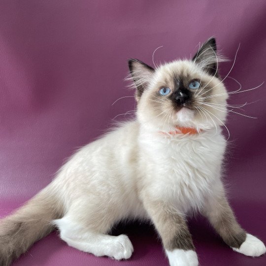 chaton Ragdoll seal point mitted Sushi Les Ragdolls de la Croisette