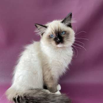 chaton Ragdoll seal point mitted Sushi Les Ragdolls de la Croisette