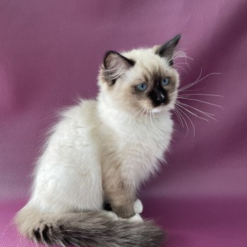 chaton Ragdoll seal point mitted Sushi Les Ragdolls de la Croisette