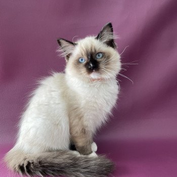 chaton Ragdoll seal point mitted Sushi Les Ragdolls de la Croisette