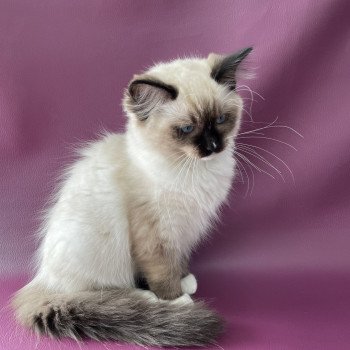 chaton Ragdoll seal point mitted Sushi Les Ragdolls de la Croisette