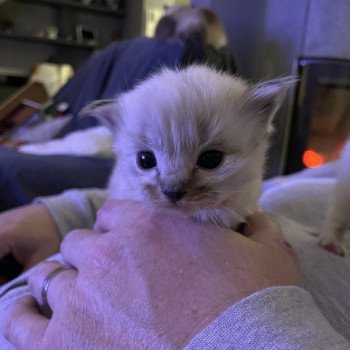 chaton Ragdoll Orange Les Ragdolls de la Croisette