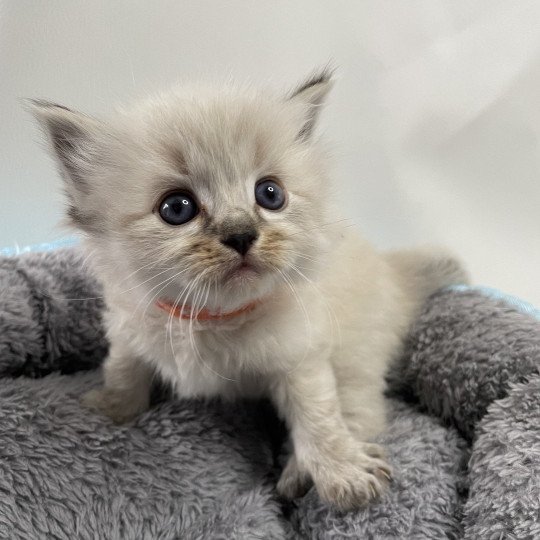 chaton Ragdoll seal tabby point Orange Les Ragdolls de la Croisette