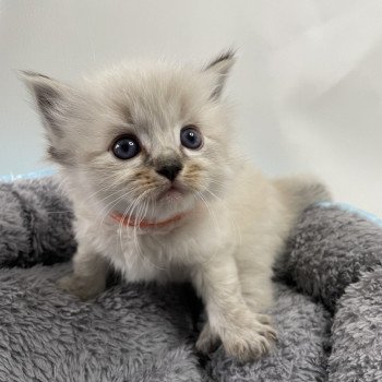 chaton Ragdoll seal tabby point Orange Les Ragdolls de la Croisette