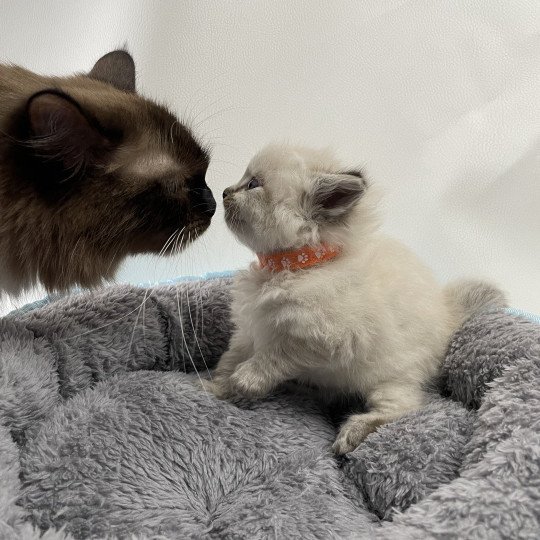 chaton Ragdoll seal tabby point Orange Les Ragdolls de la Croisette