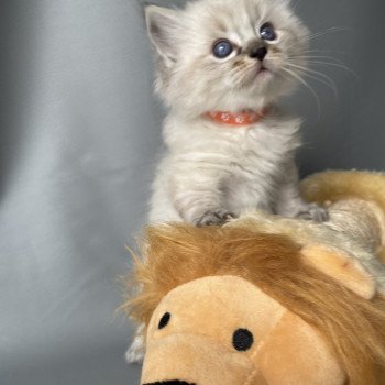 chaton Ragdoll seal tabby point Orange Les Ragdolls de la Croisette