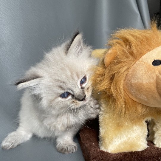 chaton Ragdoll seal tabby point Orange Les Ragdolls de la Croisette