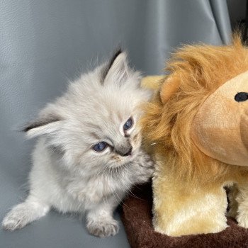 chaton Ragdoll seal tabby point Orange Les Ragdolls de la Croisette