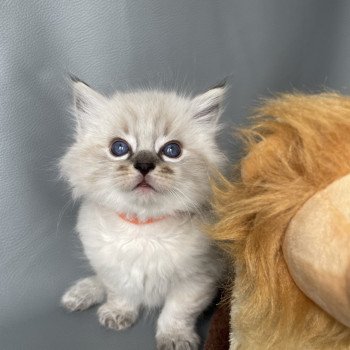 chaton Ragdoll seal tabby point Orange Les Ragdolls de la Croisette