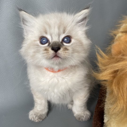 chaton Ragdoll seal tabby point Orange Les Ragdolls de la Croisette