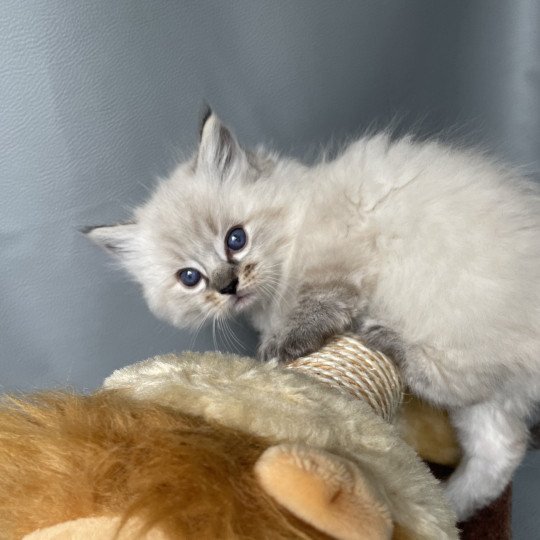 chaton Ragdoll seal tabby point Orange Les Ragdolls de la Croisette