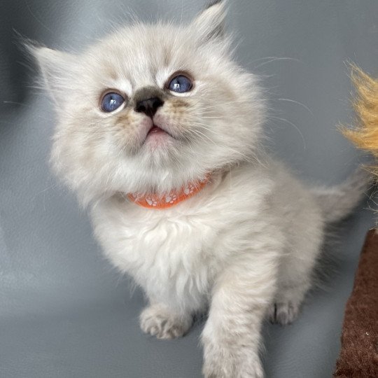 chaton Ragdoll seal tabby point Orange Les Ragdolls de la Croisette