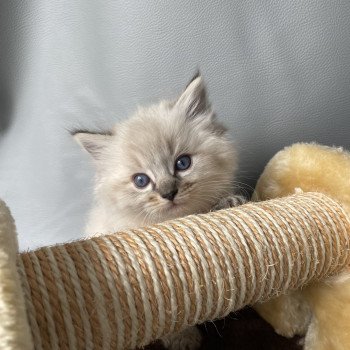 chaton Ragdoll seal tabby point Orange Les Ragdolls de la Croisette